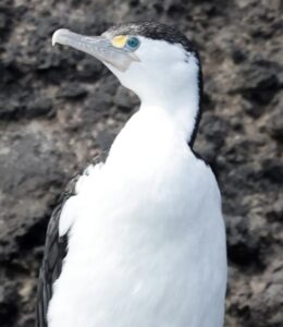 Piedshag sighted from the Fox II