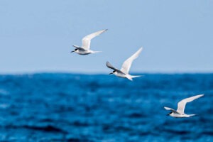 Seagulls akaroa pacific ocean