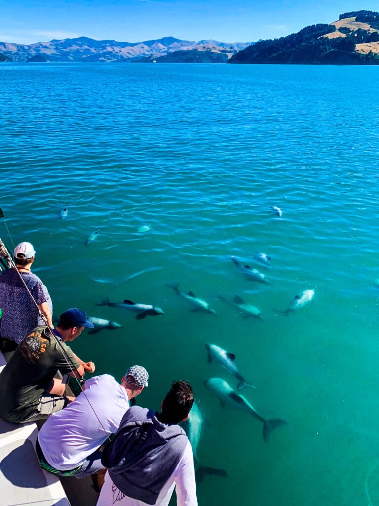 Hector's dolphins swimming alongside the Fox II in Akaroa Harbour