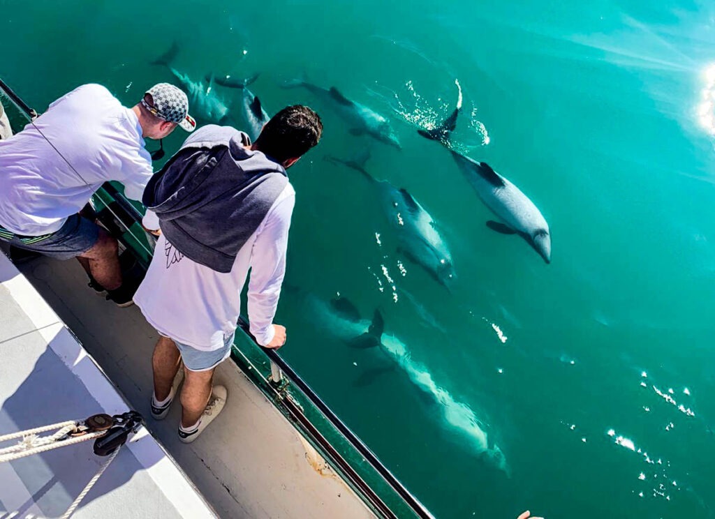 Dolphins swimming next to the Fox II