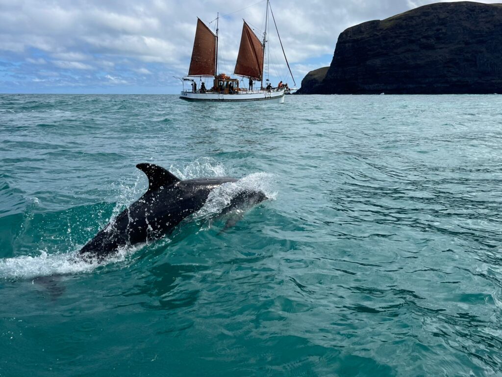 Bottlenose dolphin Fox II sailing