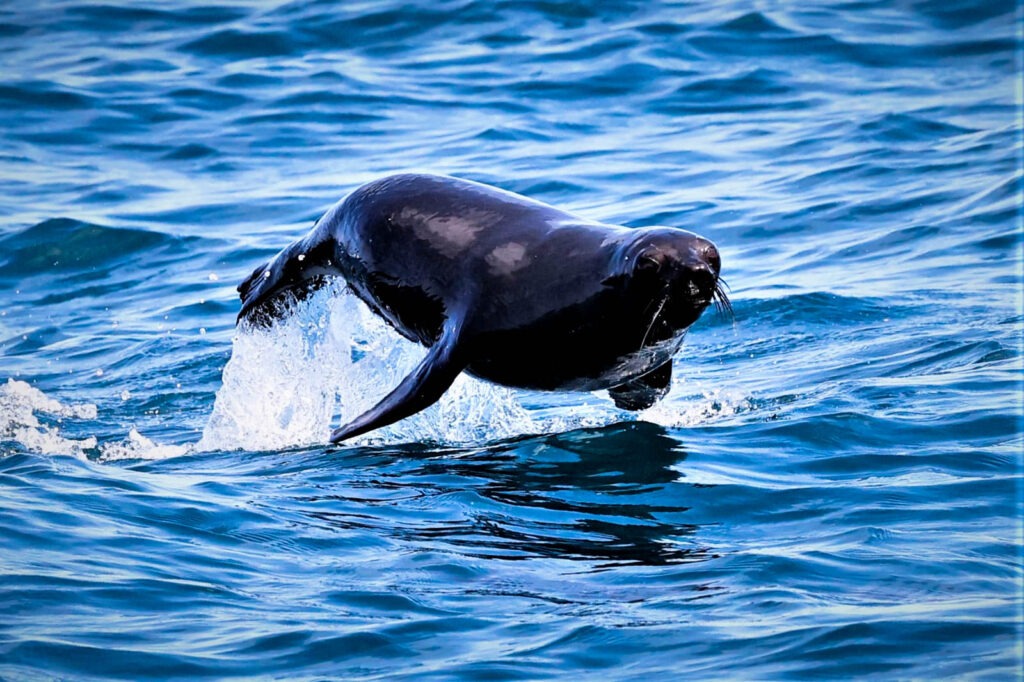 furseal jumping and swimming from the Fox II