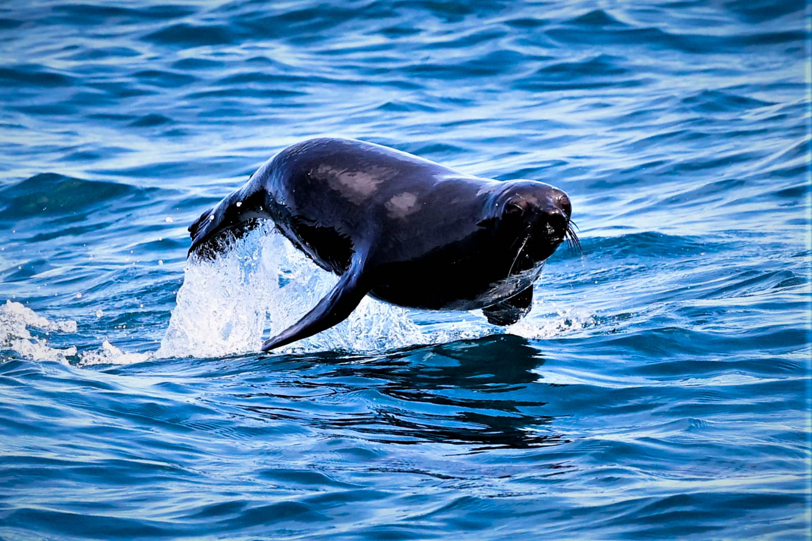 furseal jumping and swimming from the Fox II