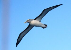Albatros sighted from the Fox II