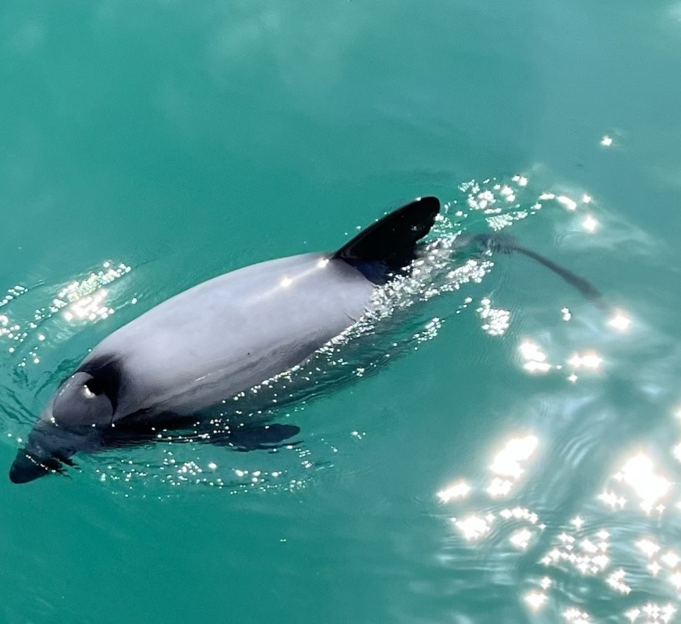 Hector's Dolphins in Akaroa swimming 