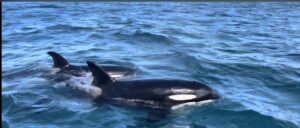 Orcas Fox II Akaroa