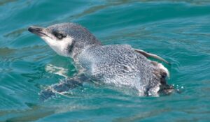 Little Penguin swimming in Akaroa Habour