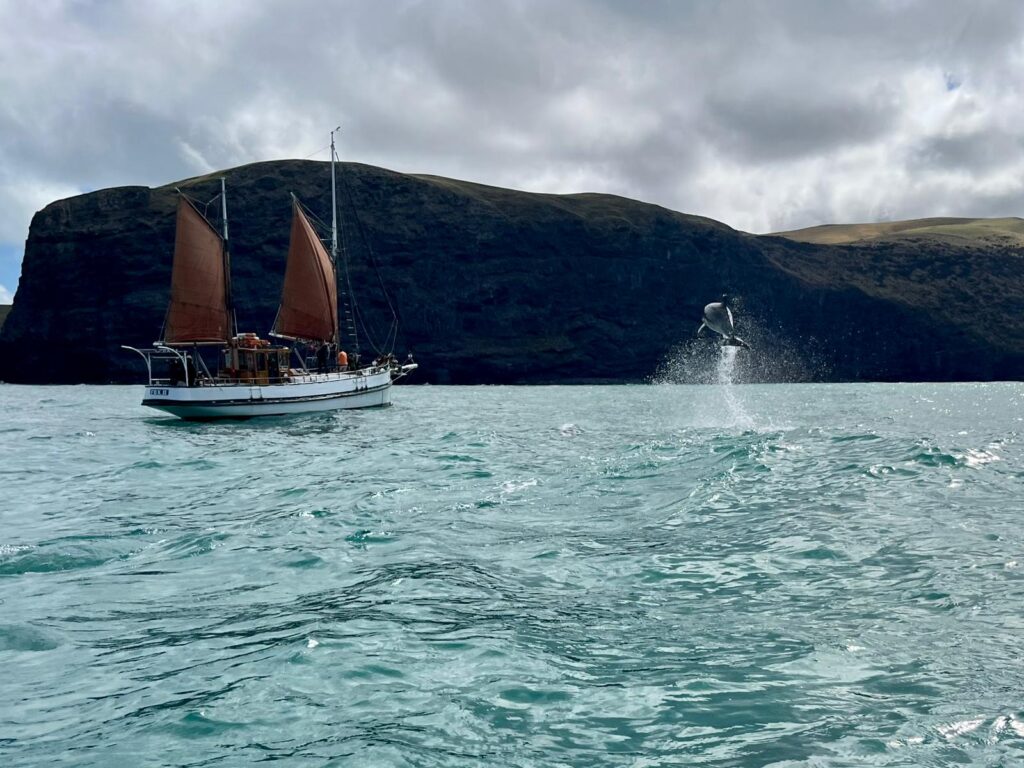 New Zealand's Oldest Ketch 'Fox II' sailing in Akaroa Harbor with Bottlenose Dolphin
