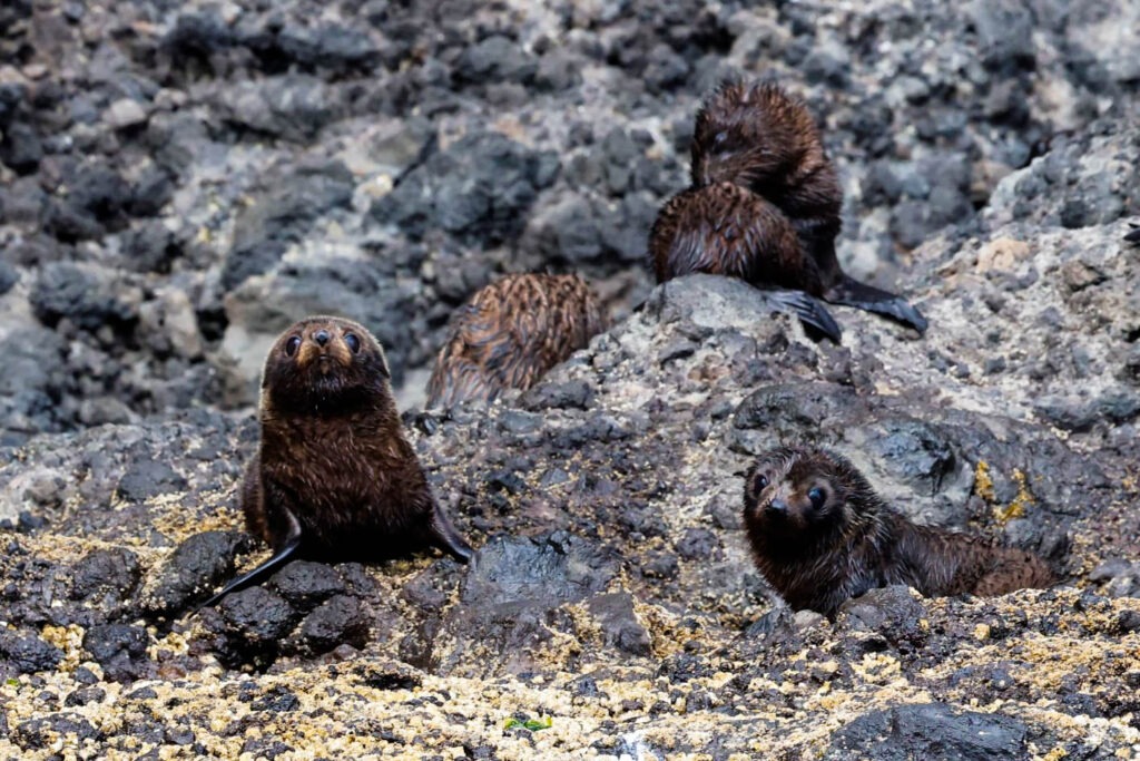 New Zealand fur seals and pups you will see during cruises on the Fox II 
