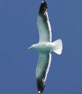 seagull in flight