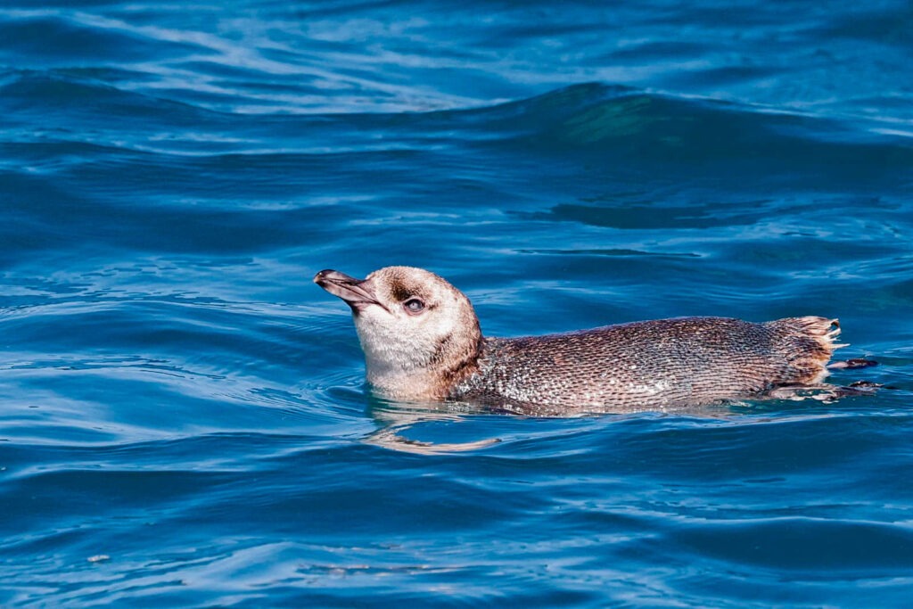 Little blue penguin swimming in Akaroa Harbour