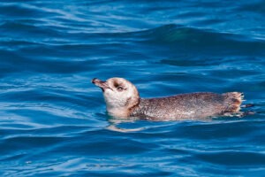 Little blue penguin swimming in Akaroa Harbour