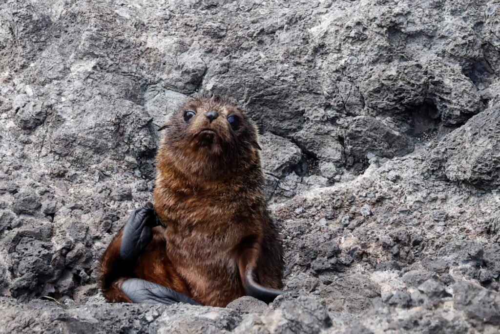 New Zealand Furseal pup seen during a Fox II sailing